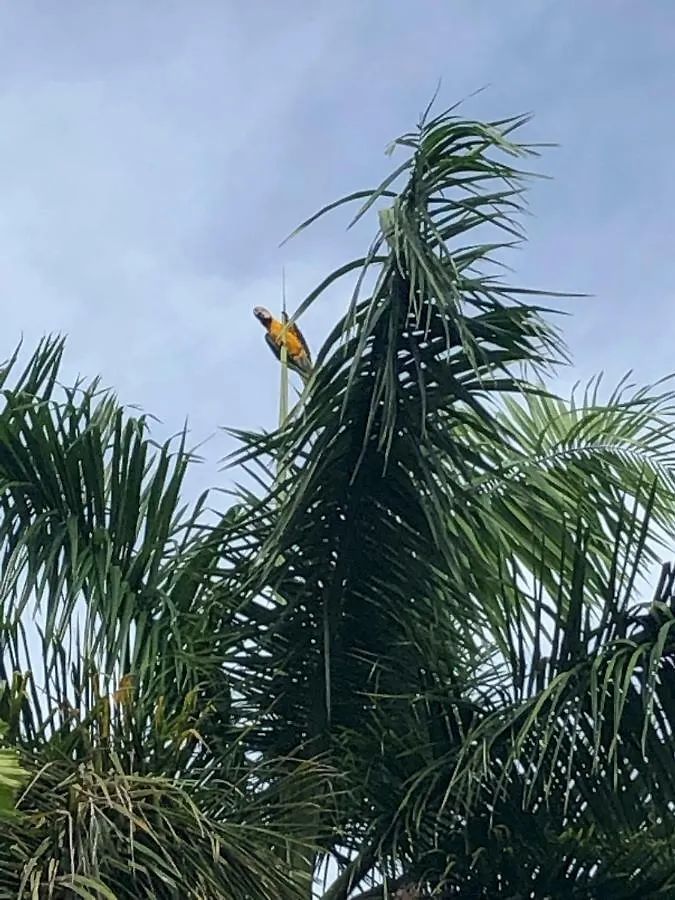 Aquatika Beachfront And Rainforest Views Daire Loiza